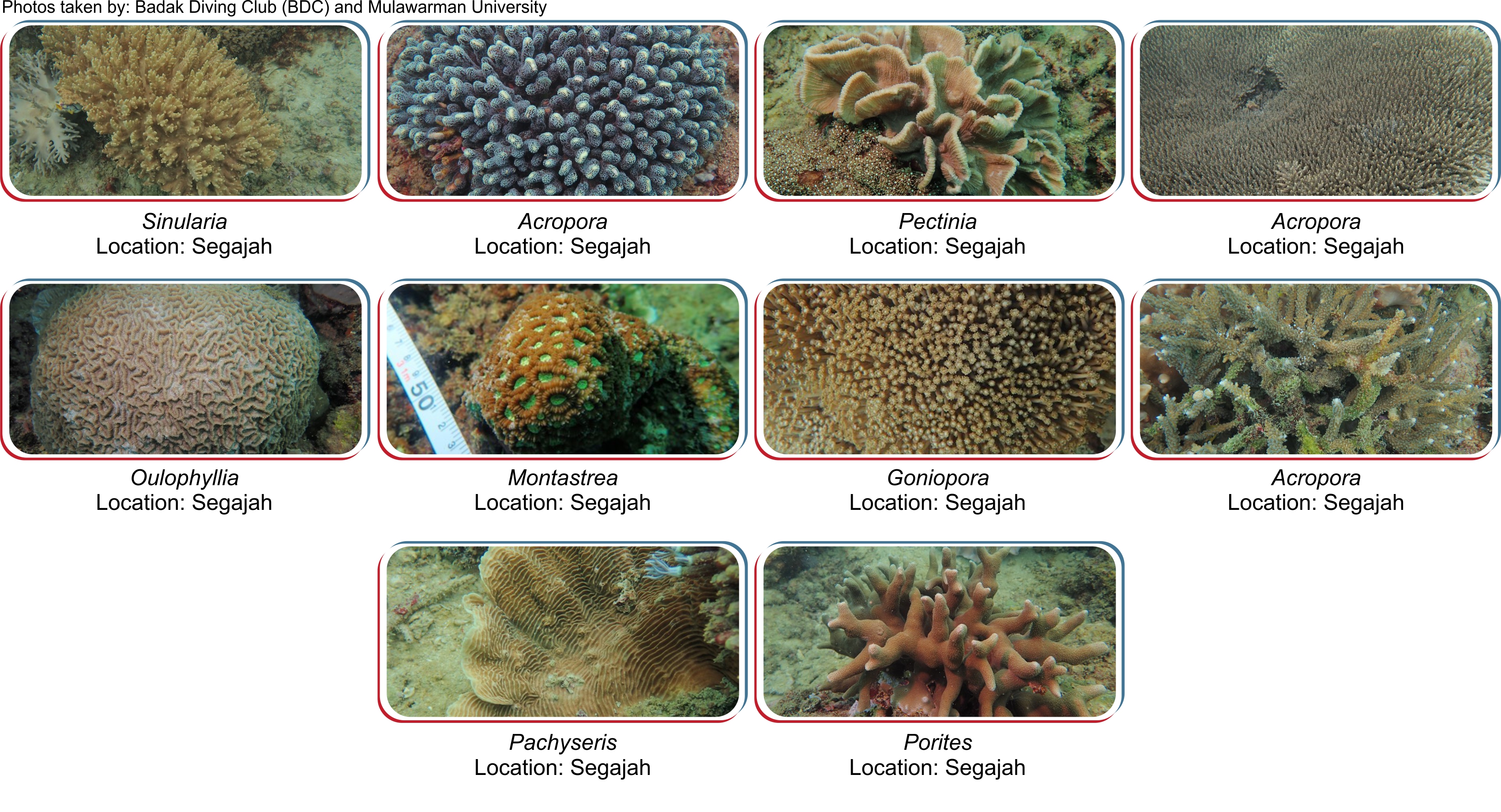 Reef Rehabilitation